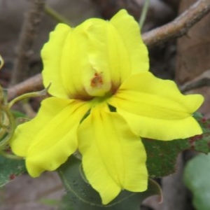 Goodenia hederacea at Bellmount Forest, NSW - 21 Nov 2020