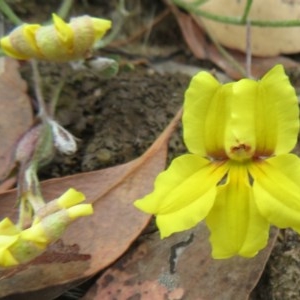 Goodenia hederacea at Bellmount Forest, NSW - 21 Nov 2020