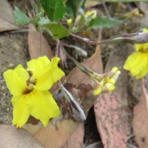 Goodenia hederacea at Bellmount Forest, NSW - 21 Nov 2020 10:43 PM