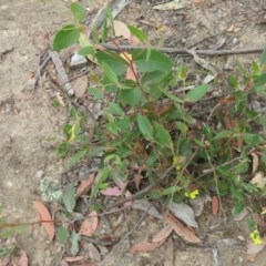 Goodenia hederacea at Bellmount Forest, NSW - 21 Nov 2020
