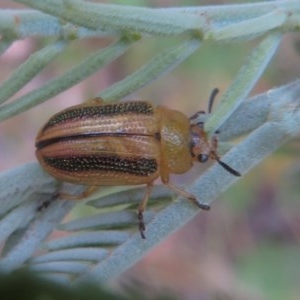 Calomela vittata at Bellmount Forest, NSW - 21 Nov 2020