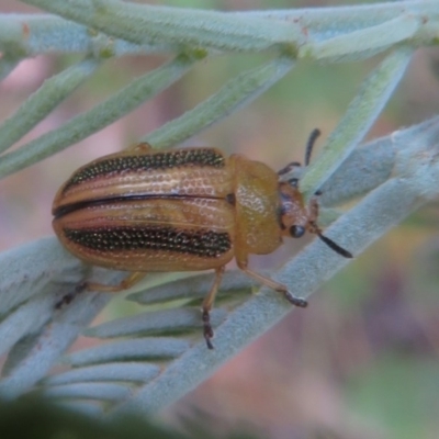 Calomela vittata (Acacia leaf beetle) at Bellmount Forest, NSW - 21 Nov 2020 by Christine