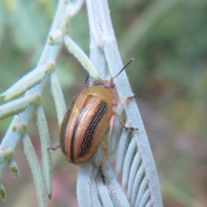 Calomela vittata at Bellmount Forest, NSW - 21 Nov 2020