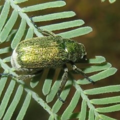 Diphucephala sp. (genus) (Green Scarab Beetle) at Bellmount Forest, NSW - 21 Nov 2020 by Christine