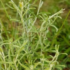 Vittadinia cuneata var. cuneata (Fuzzy New Holland Daisy) at Bass Gardens Park, Griffith - 21 Nov 2020 by SRoss