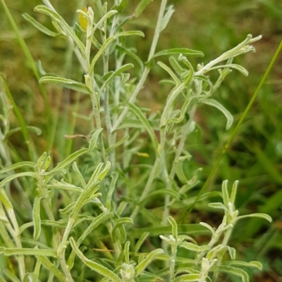 Vittadinia cuneata var. cuneata (Fuzzy New Holland Daisy) at Griffith, ACT - 22 Nov 2020 by SRoss