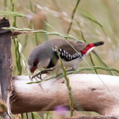 Stagonopleura guttata (Diamond Firetail) at Bellmount Forest, NSW - 21 Nov 2020 by rawshorty