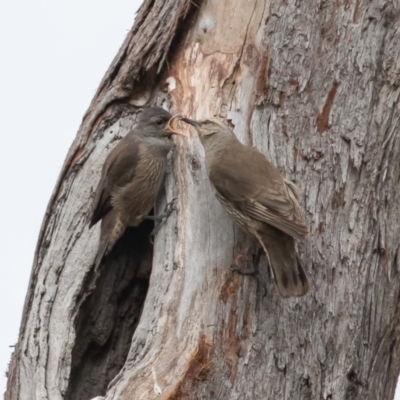 Climacteris picumnus (Brown Treecreeper) at Bellmount Forest, NSW - 21 Nov 2020 by rawshorty