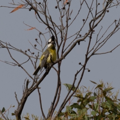 Falcunculus frontatus (Eastern Shrike-tit) at Bellmount Forest, NSW - 21 Nov 2020 by rawshorty