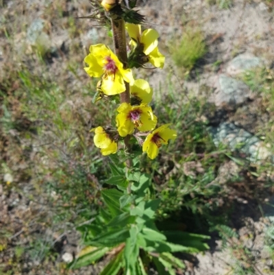 Verbascum virgatum (Green Mullein) at Farrer Ridge - 18 Nov 2020 by jamie.barney