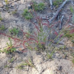 Gonocarpus tetragynus (Common Raspwort) at Isaacs, ACT - 18 Nov 2020 by jamie.barney