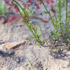 Gonocarpus tetragynus at Isaacs, ACT - 18 Nov 2020