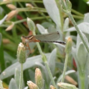 Xanthagrion erythroneurum at Macarthur, ACT - 22 Nov 2020