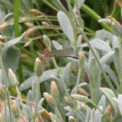 Xanthagrion erythroneurum at Macarthur, ACT - 22 Nov 2020