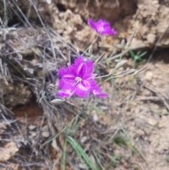 Thysanotus tuberosus subsp. tuberosus (Common Fringe-lily) at Downer, ACT - 21 Nov 2020 by jamiebarney