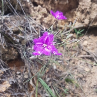 Thysanotus tuberosus subsp. tuberosus (Common Fringe-lily) at Downer, ACT - 20 Nov 2020 by jamie.barney