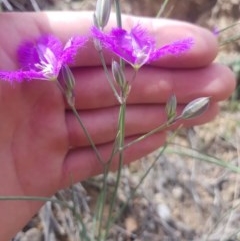 Thysanotus tuberosus subsp. tuberosus at Downer, ACT - 21 Nov 2020 01:06 AM