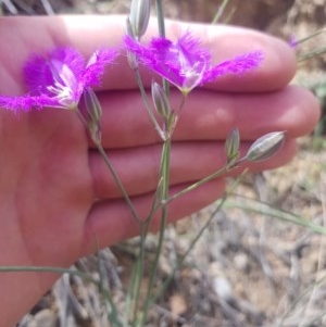 Thysanotus tuberosus subsp. tuberosus at Downer, ACT - 21 Nov 2020