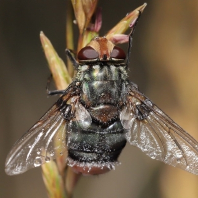 Entomophthora sp. (genus) (Puppeteer Fungus) at ANBG - 21 Nov 2020 by TimL