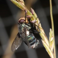 Entomophthora sp. (genus) at Acton, ACT - 21 Nov 2020