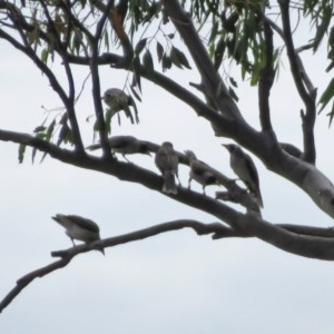 Manorina melanocephala at Macarthur, ACT - 22 Nov 2020