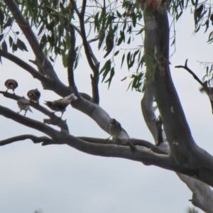 Manorina melanocephala at Macarthur, ACT - 22 Nov 2020