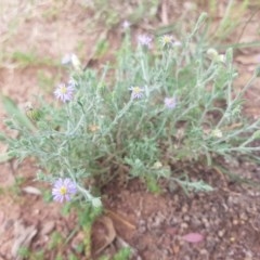 Vittadinia gracilis (New Holland Daisy) at Hackett, ACT - 21 Nov 2020 by jamie.barney