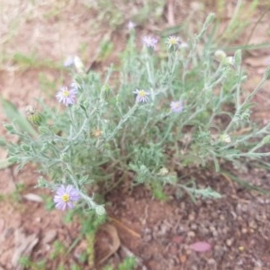 Vittadinia gracilis at Hackett, ACT - 21 Nov 2020