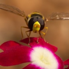 Simosyrphus grandicornis (Common hover fly) at Ainslie, ACT - 22 Nov 2020 by trevsci