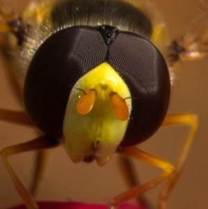 Simosyrphus grandicornis at Ainslie, ACT - 22 Nov 2020