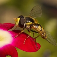 Simosyrphus grandicornis at Ainslie, ACT - 22 Nov 2020