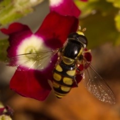 Simosyrphus grandicornis at Ainslie, ACT - 22 Nov 2020