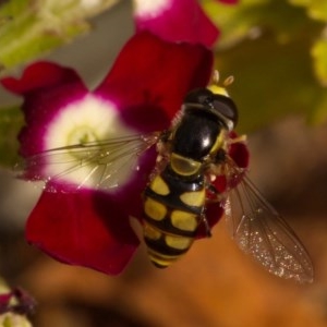 Simosyrphus grandicornis at Ainslie, ACT - 22 Nov 2020