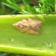 Epiphyas postvittana (Light Brown Apple Moth) at Macarthur, ACT - 22 Nov 2020 by RodDeb