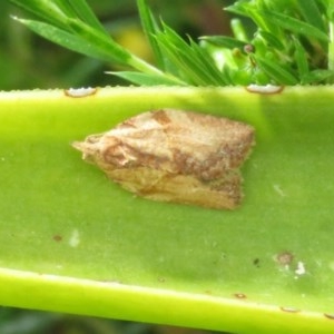 Epiphyas postvittana at Macarthur, ACT - 22 Nov 2020