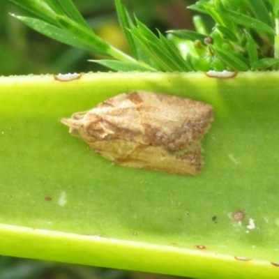 Epiphyas postvittana (Light Brown Apple Moth) at Macarthur, ACT - 22 Nov 2020 by RodDeb