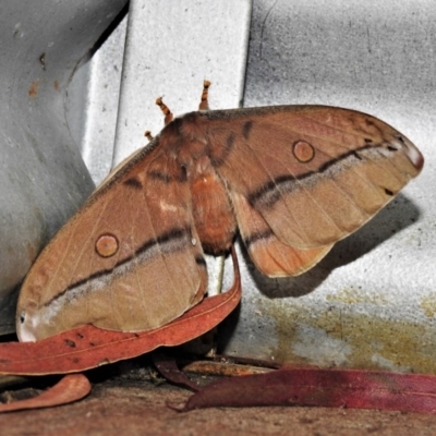 Opodiphthera helena (Helena Gum Moth) at Tidbinbilla Nature Reserve - 21 Nov 2020 by JohnBundock