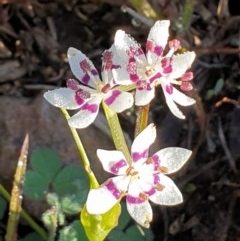 Wurmbea dioica subsp. dioica (Early Nancy) at Cook, ACT - 6 Sep 2020 by drakes