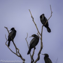 Phalacrocorax sulcirostris (Little Black Cormorant) at Acton, ACT - 6 Nov 2020 by JonSteinbeck