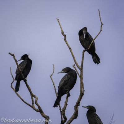 Phalacrocorax sulcirostris (Little Black Cormorant) at Lake Burley Griffin West - 6 Nov 2020 by BIrdsinCanberra