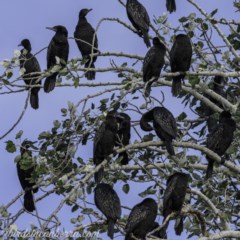 Phalacrocorax sulcirostris at Acton, ACT - 6 Nov 2020