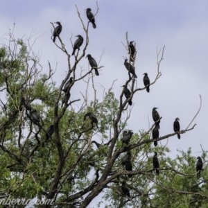 Phalacrocorax sulcirostris at Acton, ACT - 6 Nov 2020