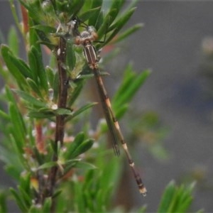 Austrolestes leda at Paddys River, ACT - 22 Nov 2020