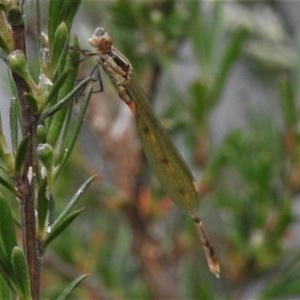 Austrolestes leda at Paddys River, ACT - 22 Nov 2020 12:58 AM