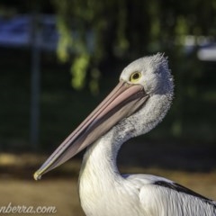 Pelecanus conspicillatus (Australian Pelican) at Yarralumla, ACT - 13 Nov 2020 by JonSteinbeck