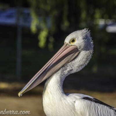 Pelecanus conspicillatus (Australian Pelican) at Yarralumla, ACT - 13 Nov 2020 by JonSteinbeck