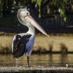 Pelecanus conspicillatus at Yarralumla, ACT - 13 Nov 2020