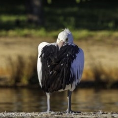 Pelecanus conspicillatus at Yarralumla, ACT - 13 Nov 2020 07:34 PM