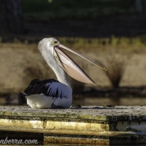 Pelecanus conspicillatus at Yarralumla, ACT - 13 Nov 2020 07:34 PM