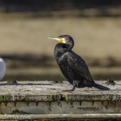 Phalacrocorax carbo (Great Cormorant) at Lake Burley Griffin West - 13 Nov 2020 by BIrdsinCanberra